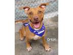 Adopt Orkin a Pit Bull Terrier