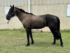 Adopt Hiram a Quarterhorse