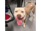 Adopt WHITEY R a Pit Bull Terrier