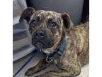 Adopt Bronco a Mixed Breed