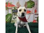 Adopt Cooper a Terrier