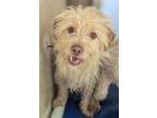 Adopt Gogoro a Norwich Terrier, Border Terrier