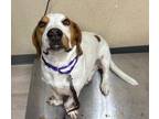 Adopt Diego a Basset Hound, Beagle