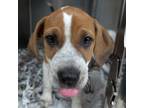 Adopt Roberto Carlos a Redbone Coonhound, Mixed Breed
