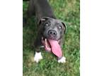 Adopt Danko a Pit Bull Terrier, Mixed Breed