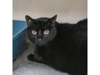 Adopt Loaf a Domestic Short Hair