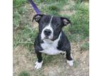 Adopt Otto a Mixed Breed