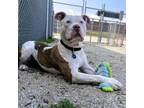 Adopt Sinatra a Pit Bull Terrier, Mixed Breed