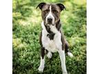 Adopt Nigel a Pit Bull Terrier, Mixed Breed