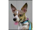 Adopt Paco a Rat Terrier