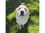 Adopt Cujo a Great Pyrenees