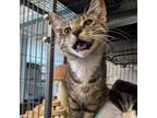 Adopt Braydon a Domestic Short Hair