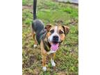 Adopt Stubbs a Hound, Mountain Dog