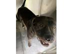 Adopt Raider a Pit Bull Terrier, Mixed Breed