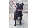 Adopt Dallas a American Staffordshire Terrier, Mixed Breed