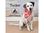 Adopt Tucker a Dalmatian