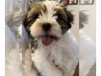 Morkie PUPPY FOR SALE ADN-810015 - Morkie puppies for sale 2 males
