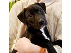 Adopt Roanoke a Black Labrador Retriever, Mixed Breed