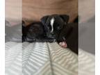 Boston Terrier PUPPY FOR SALE ADN-810441 - Faux Frenchie