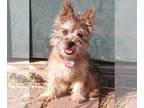 Cairn Terrier PUPPY FOR SALE ADN-810464 - Purebred AKC Cairn Terrier Puppies