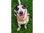 Adopt Bamboo a Basset Hound, Whippet