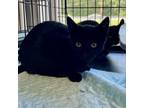 Adopt Nightshade a Domestic Short Hair