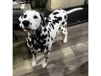 Adopt Charlie a Dalmatian