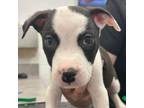 Adopt Linus Kiwi NV a Terrier