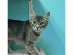 Adopt Chikorita a Domestic Medium Hair