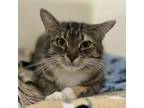 Adopt Sadie a Domestic Short Hair