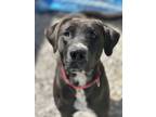 Adopt Dara a Labrador Retriever, Mixed Breed