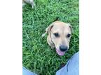 Adopt Miranda a Rhodesian Ridgeback, Yellow Labrador Retriever