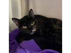 Adopt Safira- $55 a Domestic Short Hair