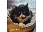 Adopt Huggy Bear a Domestic Short Hair