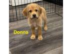 Adopt Donna a Schnauzer
