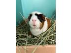 Adopt Snowball *Living with Honey* a Guinea Pig
