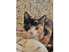 Adopt Patricia 53057 a Domestic Short Hair