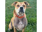 Adopt Winona a Pit Bull Terrier, Mixed Breed