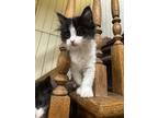 Adopt Jambalaya a Domestic Medium Hair