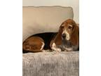 Adopt Penny a Basset Hound