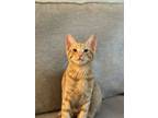 Adopt Velveeta a Domestic Short Hair