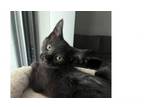 Adopt Elektra a Domestic Short Hair