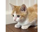 Nemo Domestic Shorthair Kitten Male