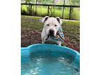 Booger "Boo" Sweet and Snugglie American Bulldog Senior Male