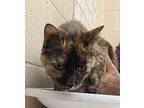 Cleo Domestic Shorthair Adult Female