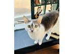 Adopt Benita Woods a Domestic Short Hair