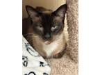 Adopt Lola 4374 a Siamese