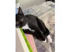 Adopt Willow a Domestic Short Hair