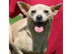 Mercury 40099 Chihuahua Adult Female