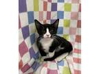 Lilith Domestic Shorthair Kitten Female